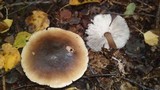 Rhodocollybia butyracea image
