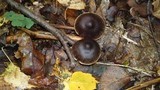 Rhodocollybia butyracea image