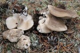 Lyophyllum shimeji image