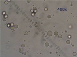 Amanita submembranacea image