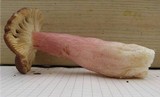 Russula taigarum image