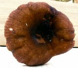 Russula taigarum image