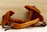 Cortinarius rubellus image
