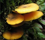 Tricholomopsis decora image