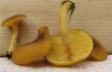 Tricholomopsis decora image