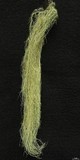 Usnea scabrata image