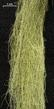 Usnea scabrata image
