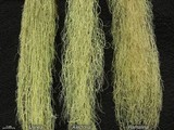 Usnea scabrata image