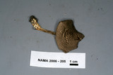 Melanoleuca melaleuca image