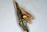 Tectella patellaris image