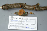 Tectella patellaris image