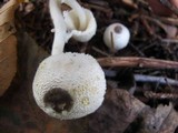 Leucocoprinus brebissonii image