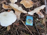 Leucopaxillus giganteus image