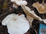Leucopaxillus giganteus image