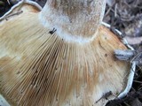 Leucopaxillus giganteus image