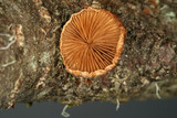 Tectella patellaris image