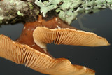 Tectella patellaris image