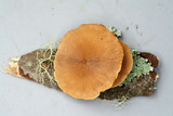 Tectella patellaris image