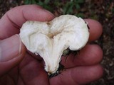Entoloma abortivum image