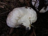 Entoloma abortivum image
