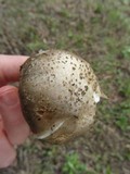 Amanita luteolovelata image