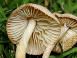 Marasmius oreades image
