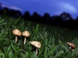Marasmius oreades image