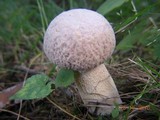 Boletus reticuloceps image