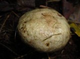 Suillus viscidus image