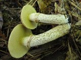 Suillus acidus image