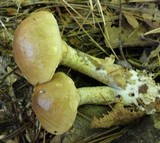 Suillus acidus image
