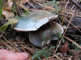 Stropharia aeruginosa image