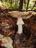 Amanita polypyramis image