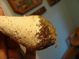 Amanita polypyramis image