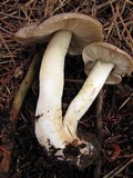 Tricholoma portentosum image