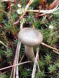 Hygrophorus pustulatus image