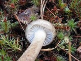 Hygrophorus pustulatus image