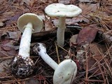 Amanita citrina f. lavendula image