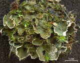 Peltigera lepidophora image