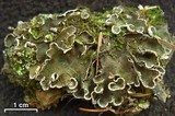 Peltigera lepidophora image