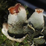 Peltigera lepidophora image