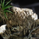 Peltigera lepidophora image