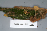 Lichenomphalia umbellifera image