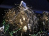 Peltigera lepidophora image