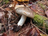 Tricholoma portentosum image