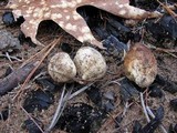 Rhizopogon roseolus image