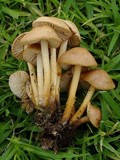 Marasmius oreades image