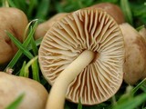 Marasmius oreades image