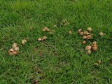 Marasmius oreades image