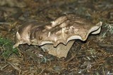 Sarcodon glaucopus image
